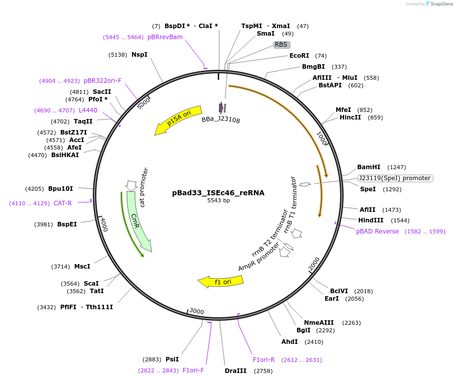 205343-plasmid-map-sequence-id-410935