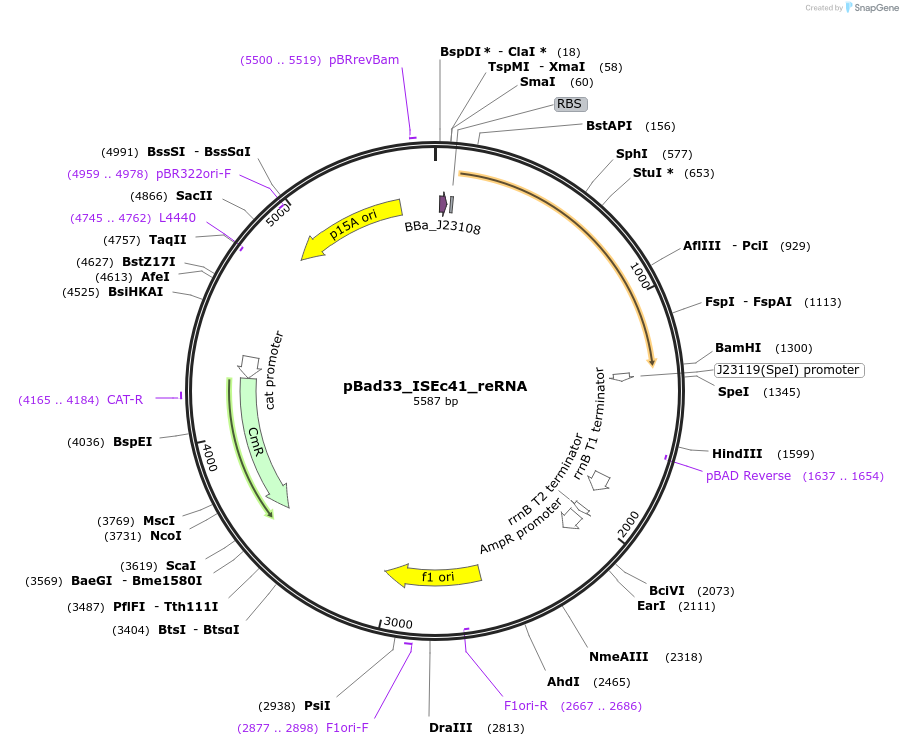 205341-plasmid-map-sequence-id-410936