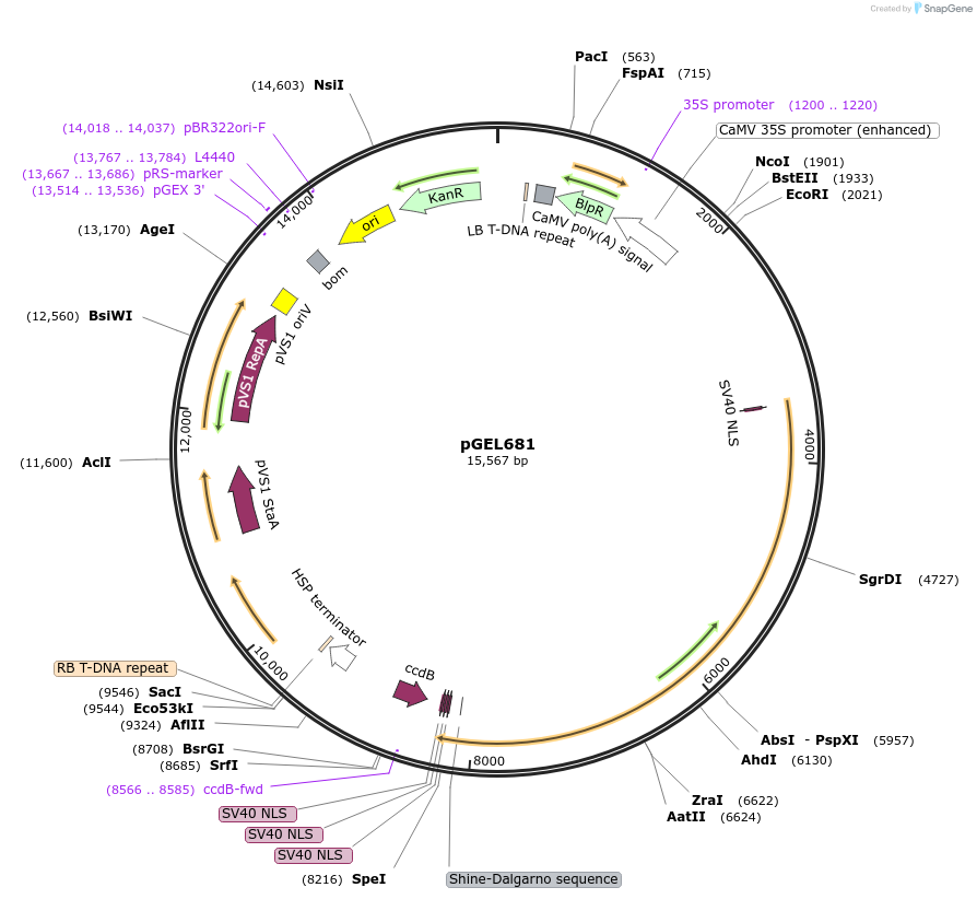 207514-plasmid-map-sequence-id-410940