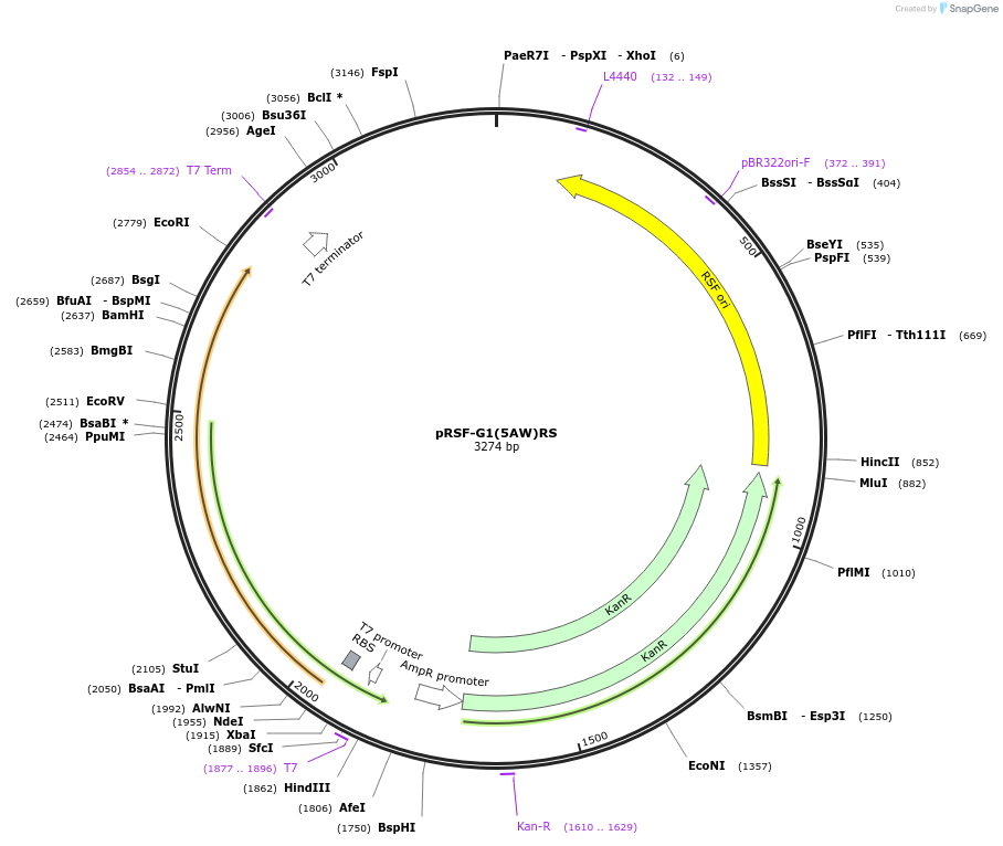 207618-plasmid-map-sequence-id-410954
