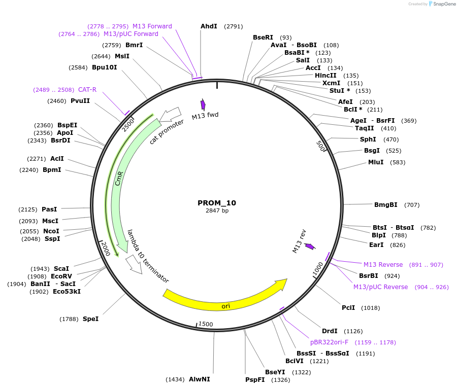 410981_map