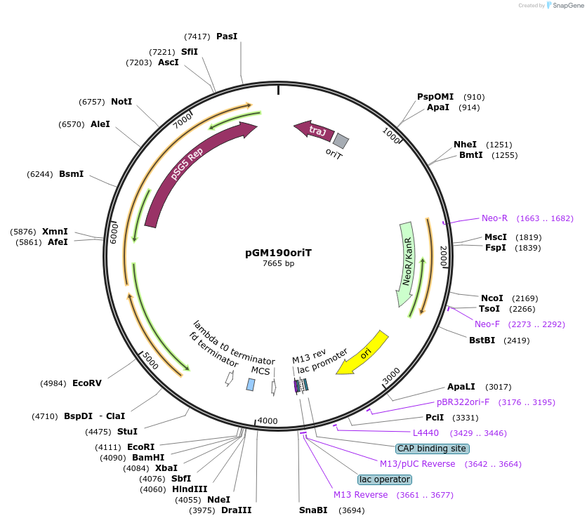 115679-plasmid-map-sequence-id-410983