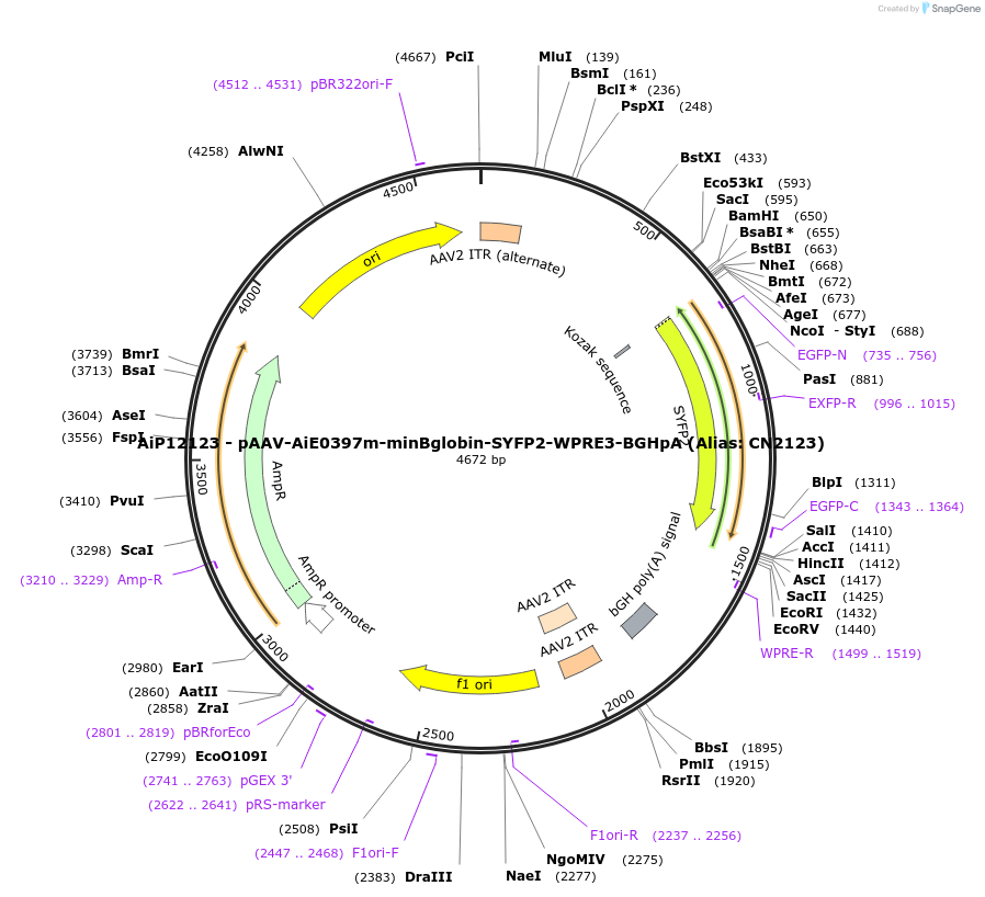 208150-plasmid-map-sequence-id-410992