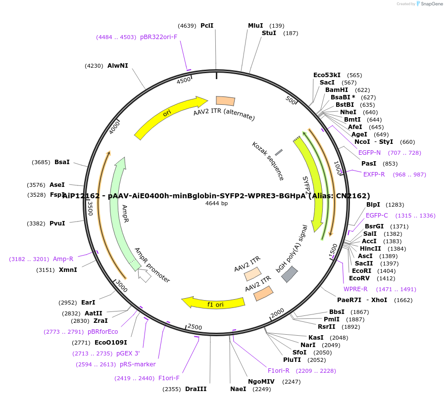208151-plasmid-map-sequence-id-410993