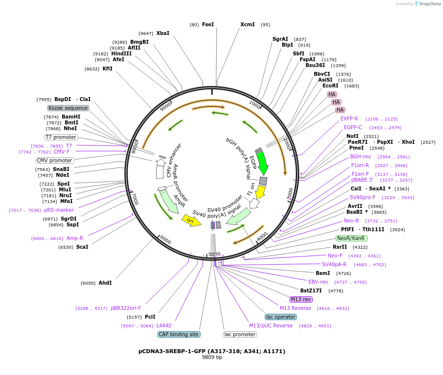 204199-plasmid-map-sequence-id-411028