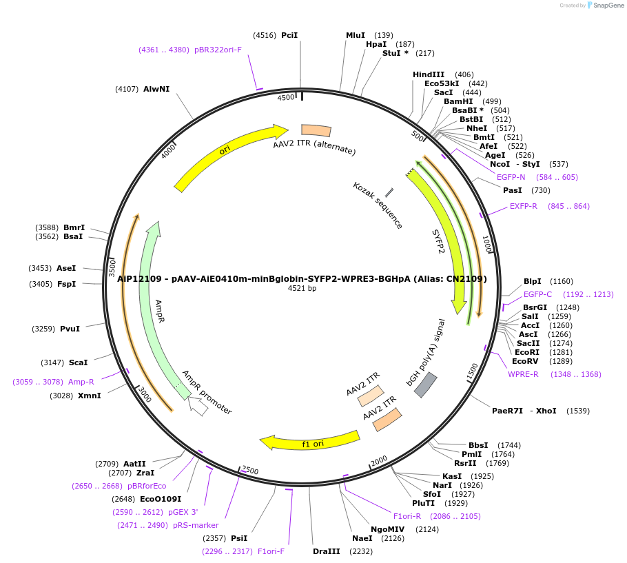 208157-plasmid-map-sequence-id-411029