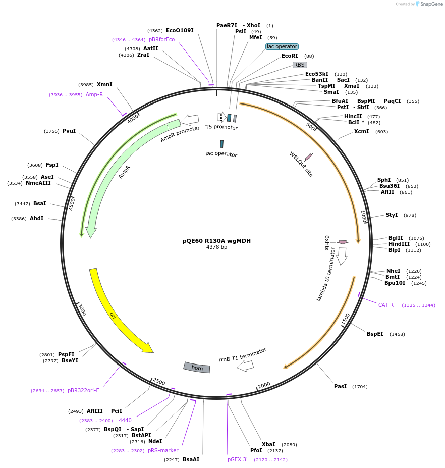 204266-plasmid-map-sequence-id-411041