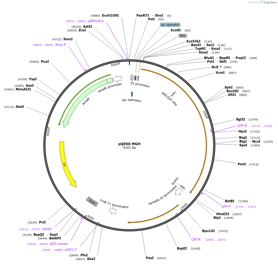 204244-plasmid-map-sequence-id-411051