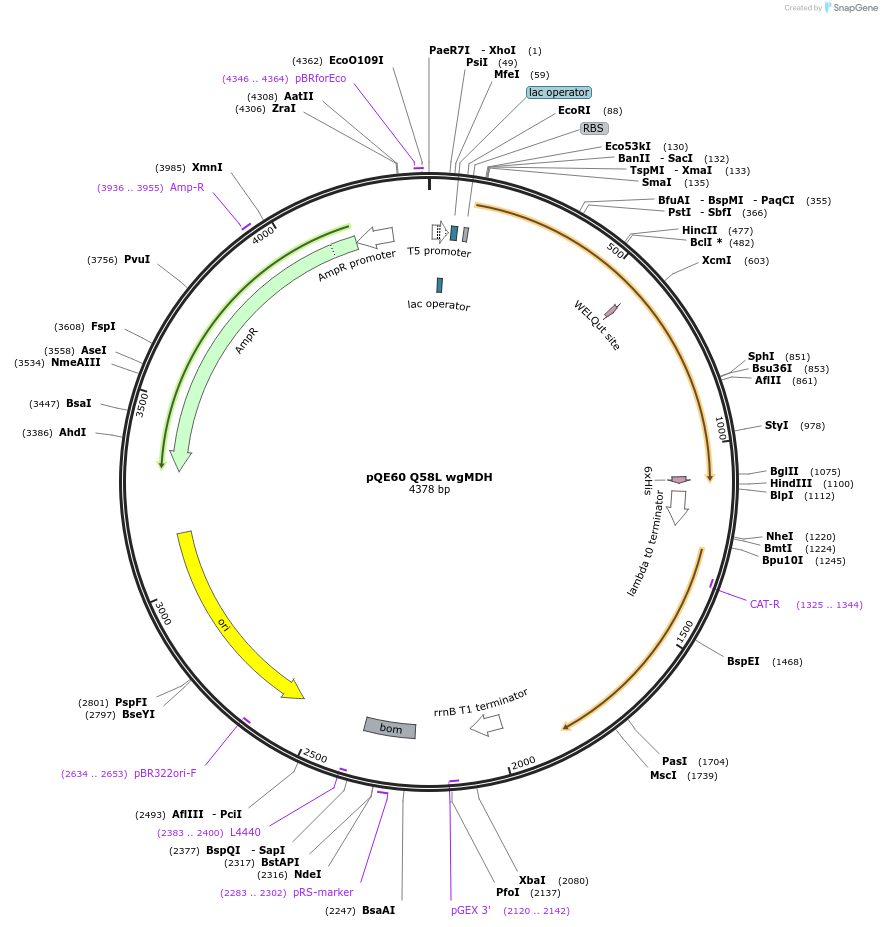 204246-plasmid-map-sequence-id-411052