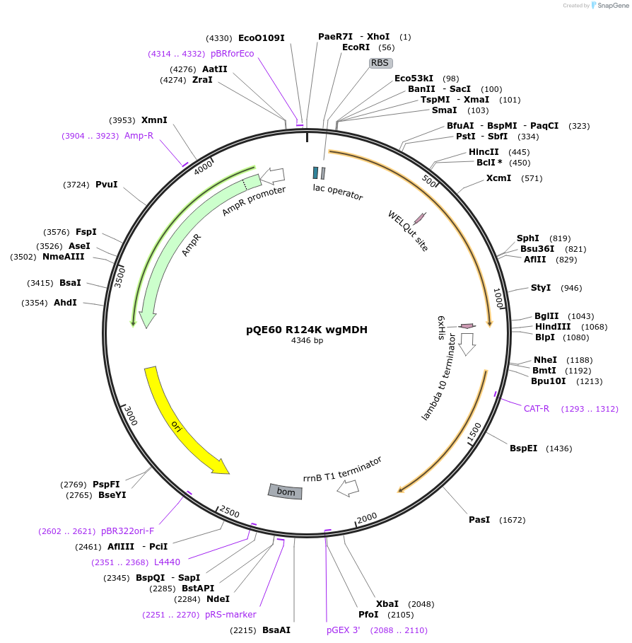 204258-plasmid-map-sequence-id-411057