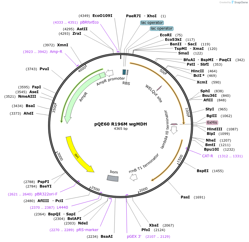 204273-plasmid-map-sequence-id-411058