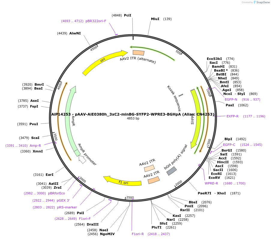 208165-plasmid-map-sequence-id-411062