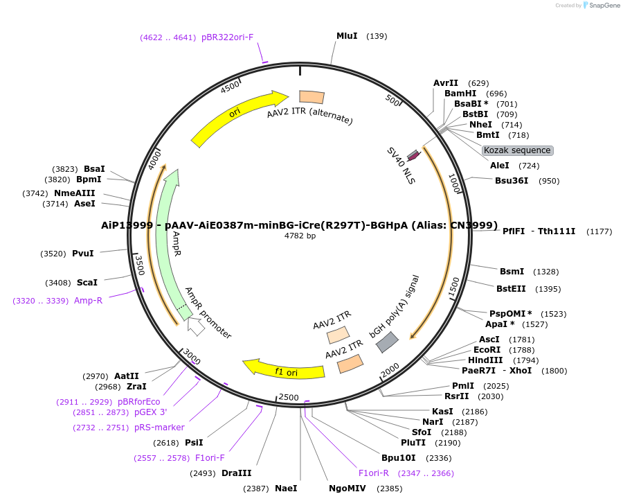 208166-plasmid-map-sequence-id-411064