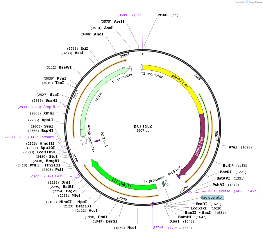 208809-plasmid-map-sequence-id-411068