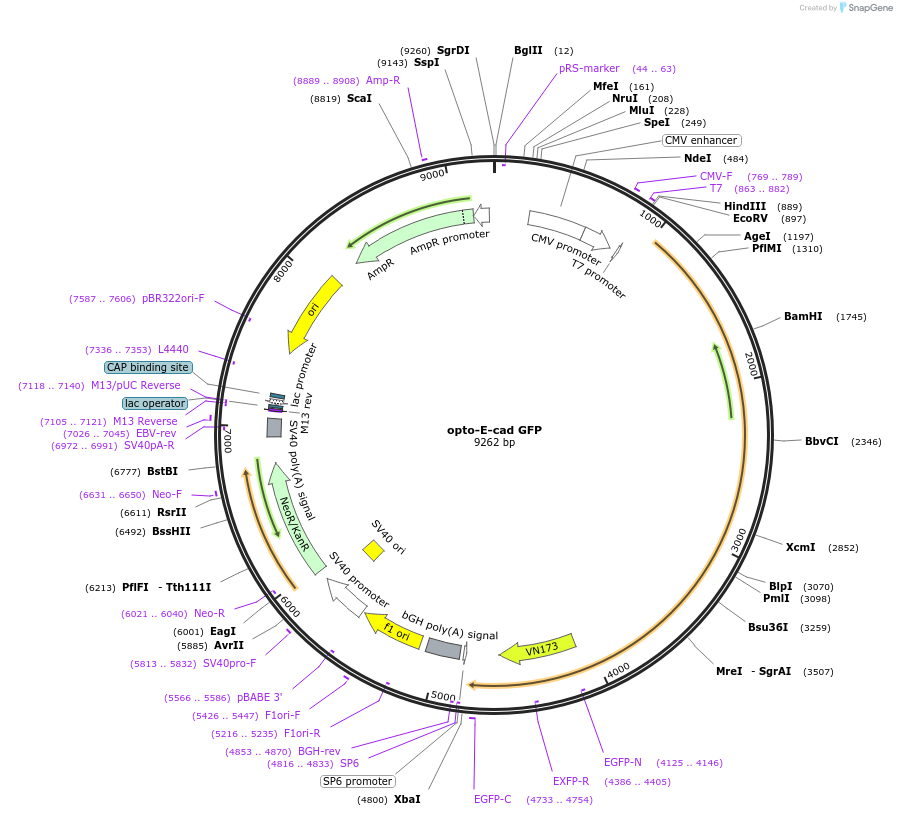 203327-plasmid-map-sequence-id-411099