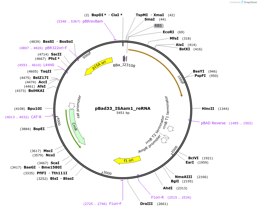 205322-plasmid-map-sequence-id-411111