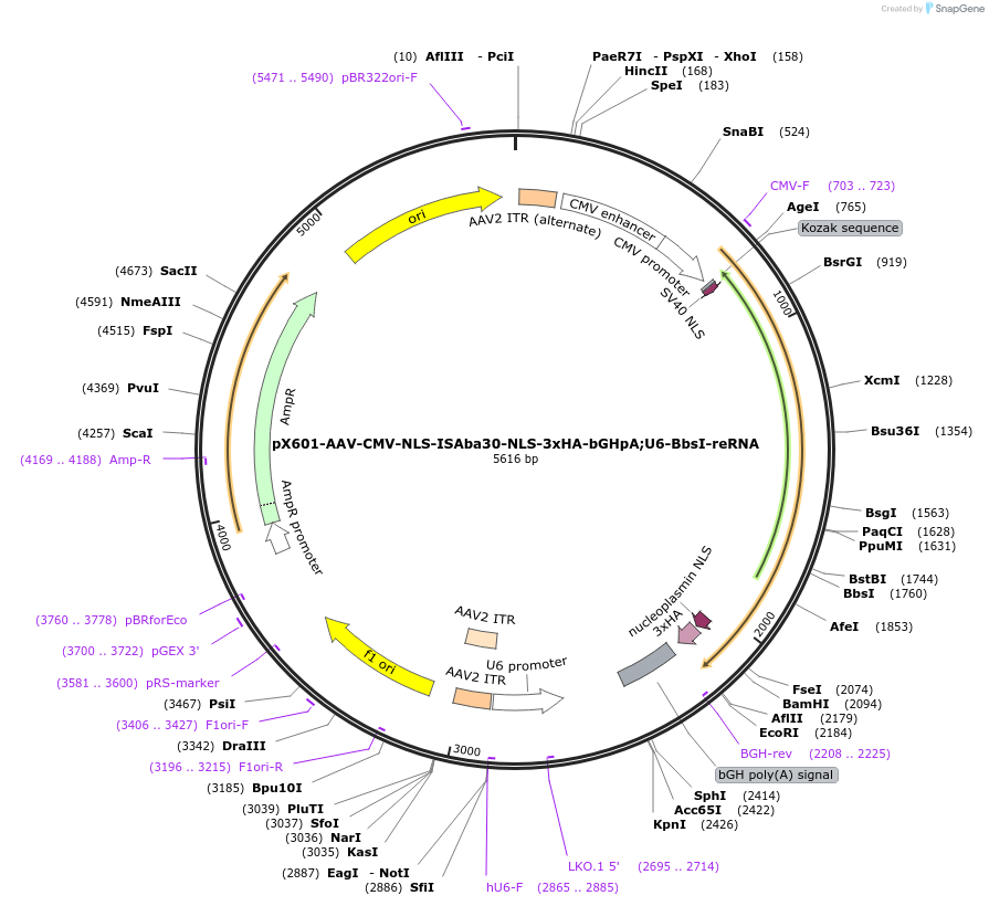 205320-plasmid-map-sequence-id-411112