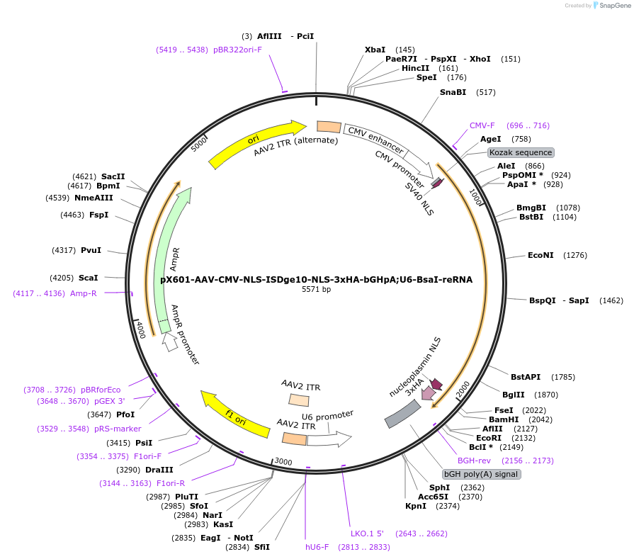 205318-plasmid-map-sequence-id-411115
