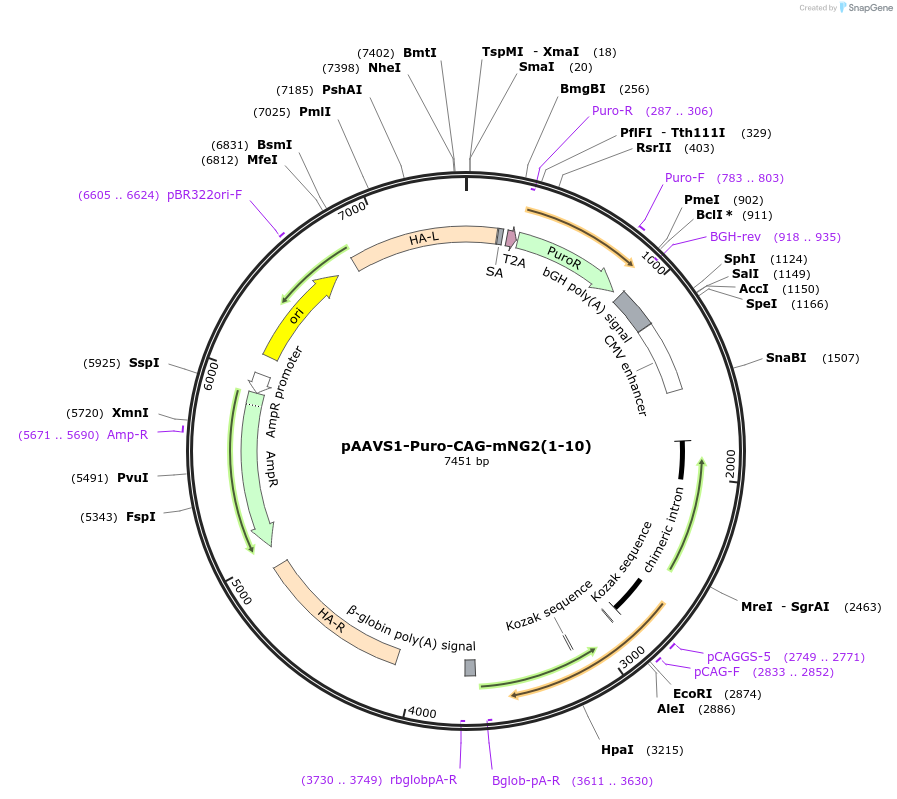 206042-plasmid-map-sequence-id-411117