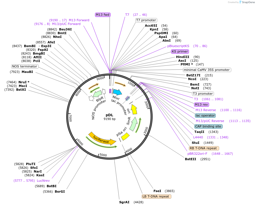 208978-plasmid-map-sequence-id-411125