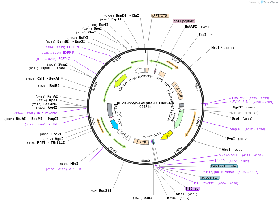 204333-plasmid-map-sequence-id-411128