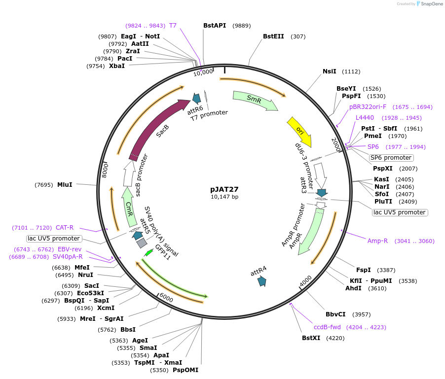 204308-plasmid-map-sequence-id-411129
