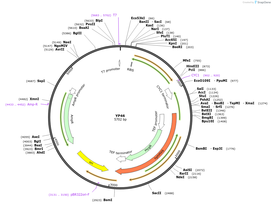 199987-plasmid-map-sequence-id-411142