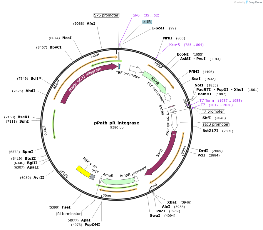 200000-plasmid-map-sequence-id-411143