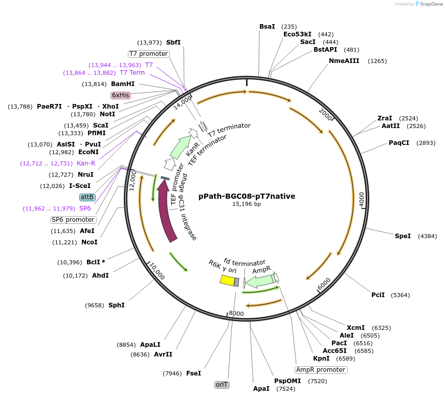200005-plasmid-map-sequence-id-411144