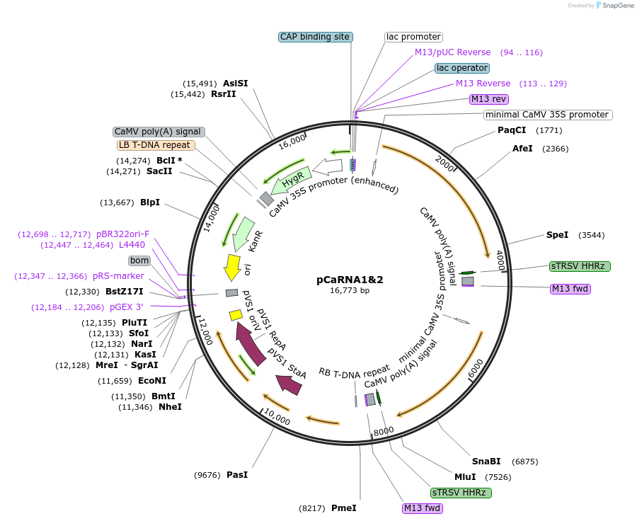 86087-plasmid-map-sequence-id-411162