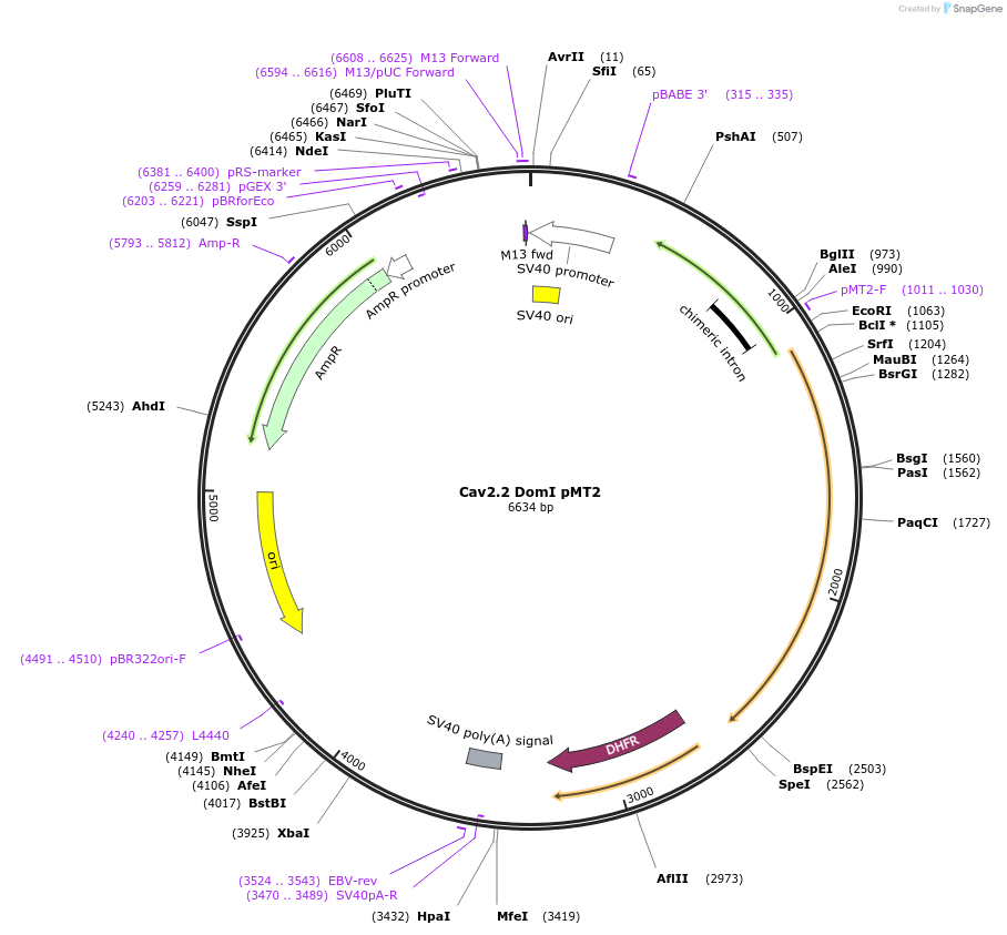 206127-plasmid-map-sequence-id-411169