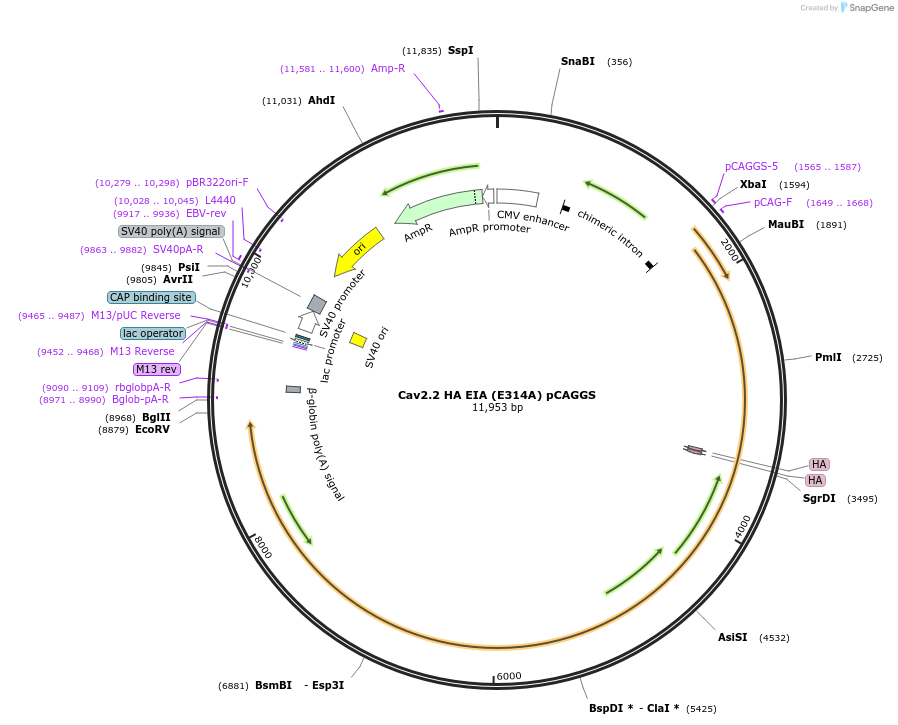 206081-plasmid-map-sequence-id-411173