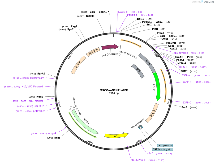 208776-plasmid-map-sequence-id-411177