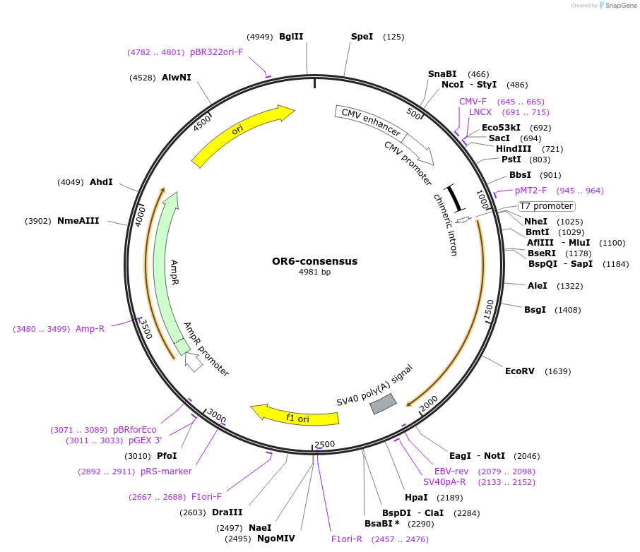 208063-plasmid-map-sequence-id-411189