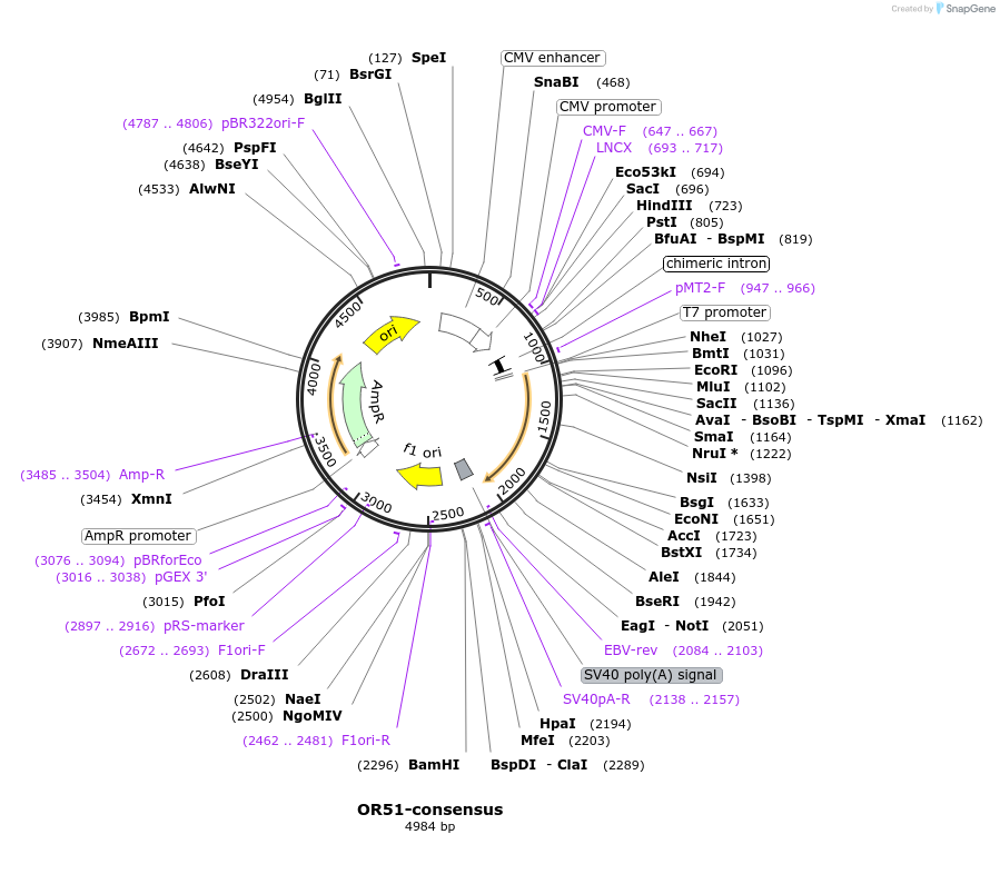 208065-plasmid-map-sequence-id-411190