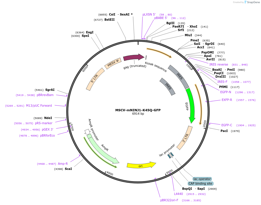 208777-plasmid-map-sequence-id-411195