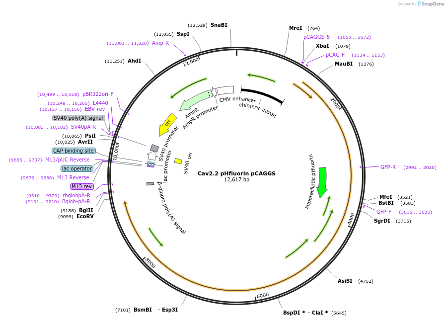 206073-plasmid-map-sequence-id-411196