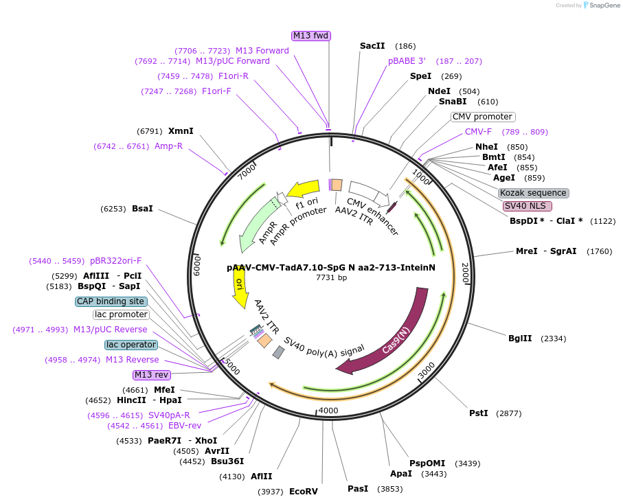 206967-plasmid-map-sequence-id-411204