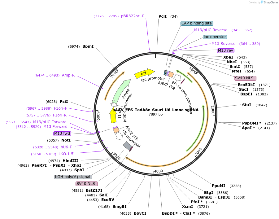 206979-plasmid-map-sequence-id-411205