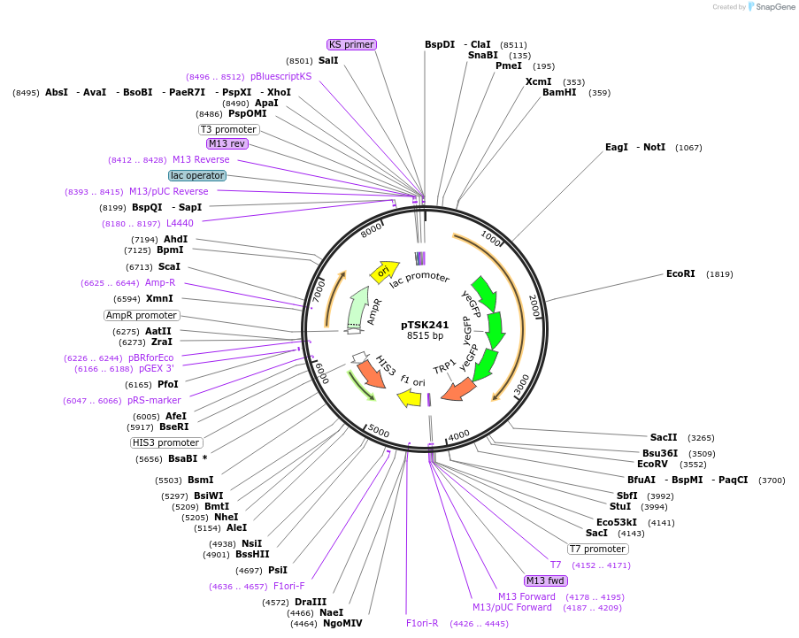 34550-plasmid-map-sequence-id-41122