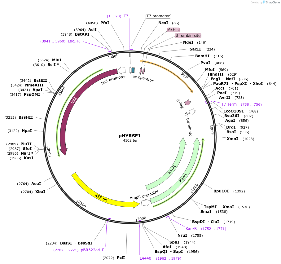 34549-plasmid-map-sequence-id-41143