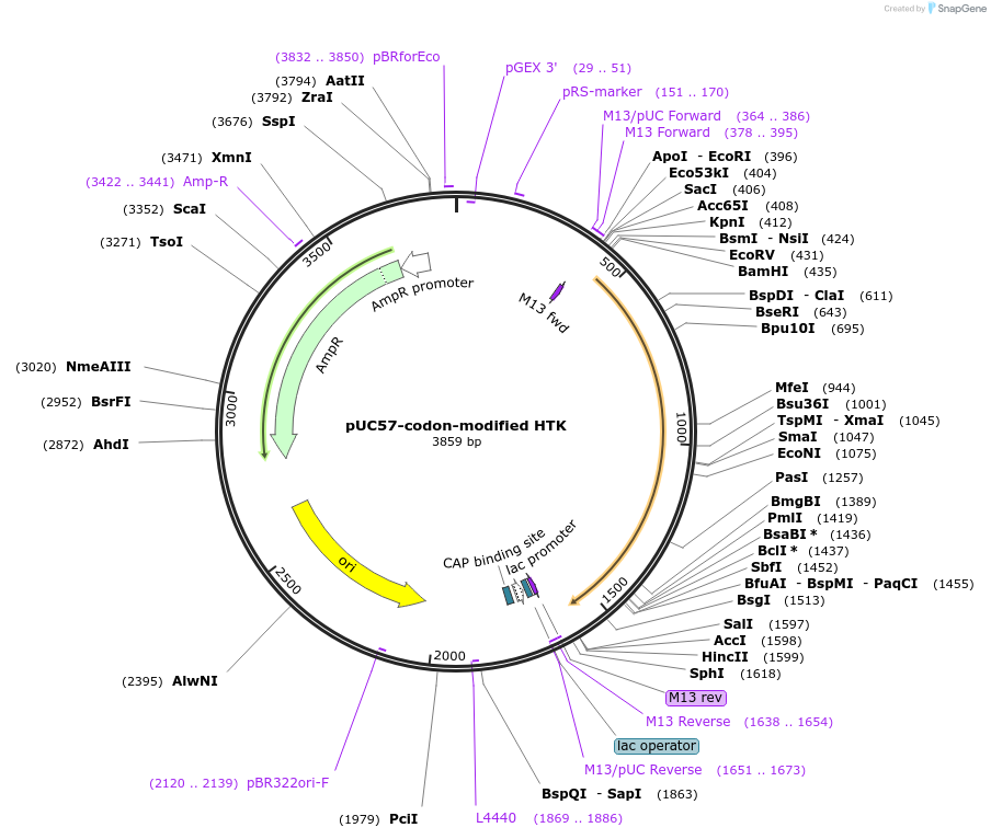 34563-plasmid-map-sequence-id-41146