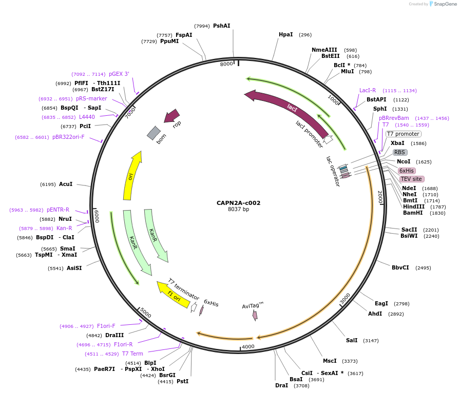 205104-plasmid-map-sequence-id-412141