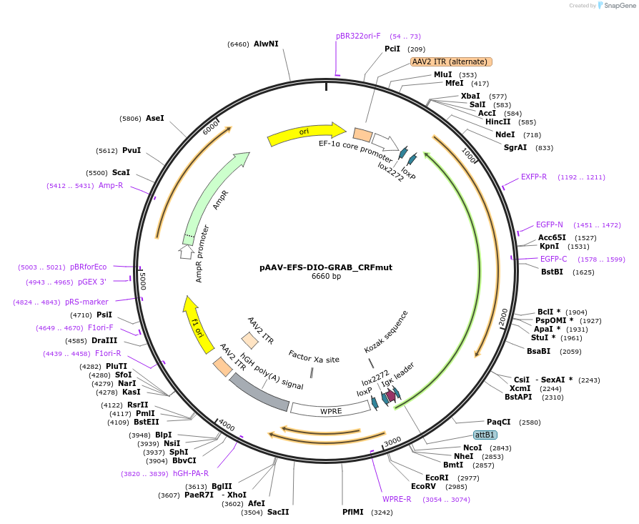 208663-plasmid-map-sequence-id-412146