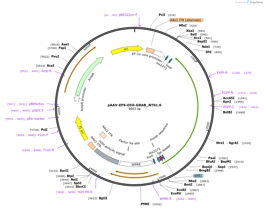 208671-plasmid-map-sequence-id-412151