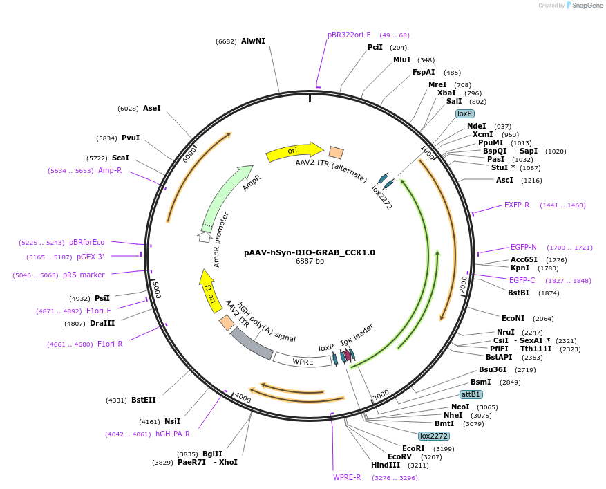 208674-plasmid-map-sequence-id-412156