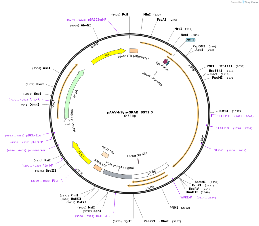208665-plasmid-map-sequence-id-412157