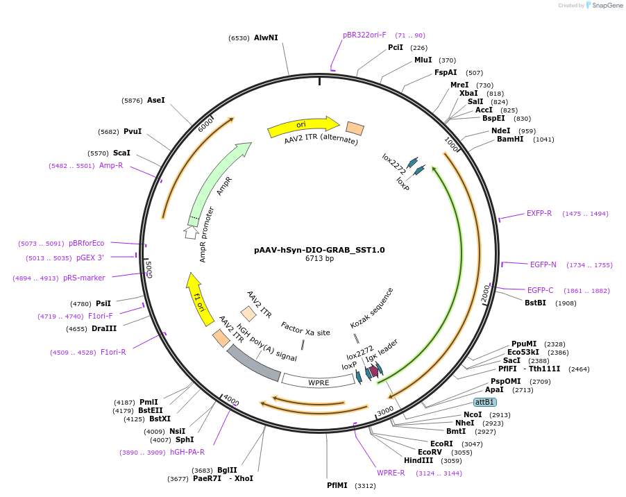208666-plasmid-map-sequence-id-412160