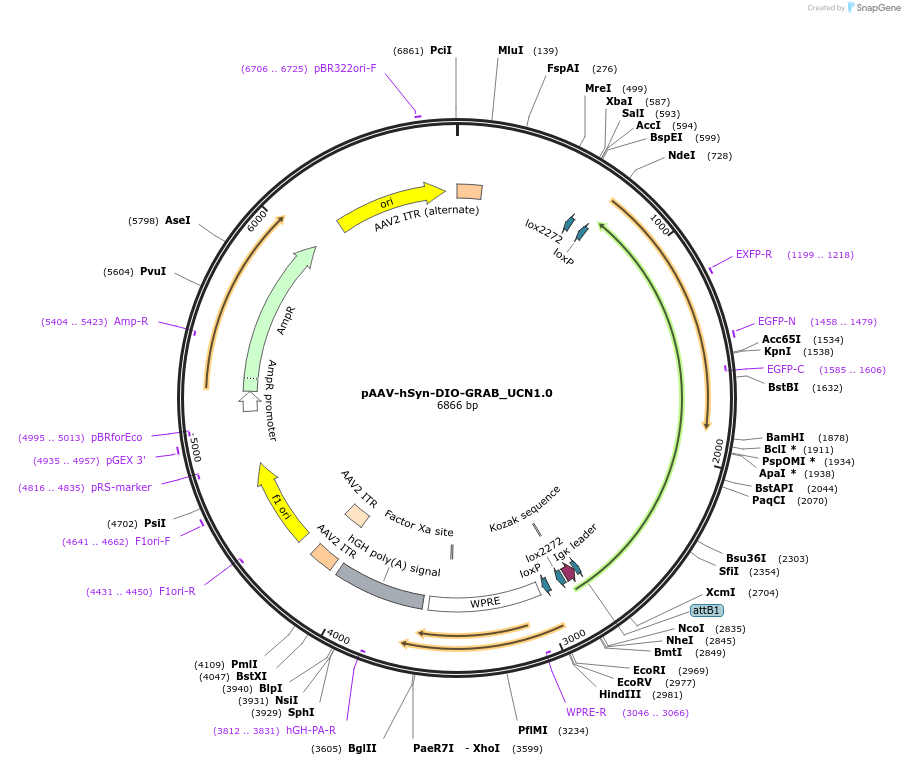 208668-plasmid-map-sequence-id-412162