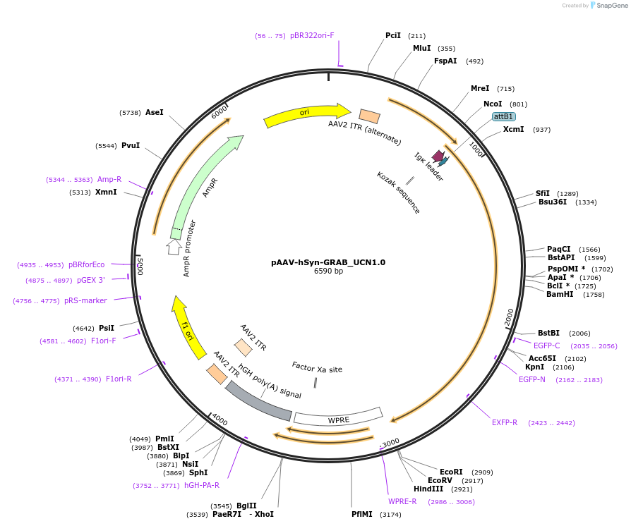 208669-plasmid-map-sequence-id-412163